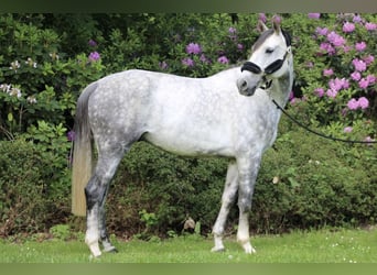 Koń brandenburski, Wałach, 7 lat, 170 cm, Siwa