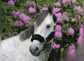 Koń brandenburski, Wałach, 7 lat, 170 cm, Siwa