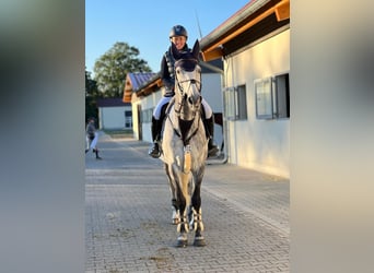 Koń brandenburski, Wałach, 9 lat, 170 cm, Siwa