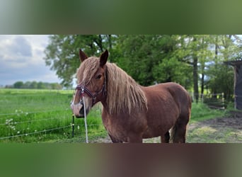 Koń bretoński, Klacz, 10 lat, 164 cm, Ciemnokasztanowata