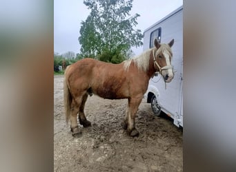 Koń bretoński, Ogier, 5 lat, 168 cm, Kasztanowata