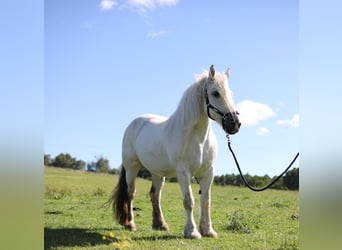 Koń buloński, Klacz, 14 lat, 164 cm, Siwa