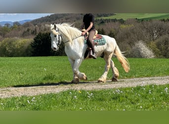 Koń buloński, Wałach, 13 lat, 160 cm, Siwa