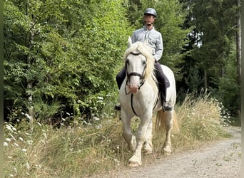 Koń buloński, Wałach, 8 lat, 160 cm, Siwa