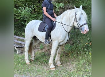 Koń buloński, Wałach, 8 lat, 161 cm, Siwa