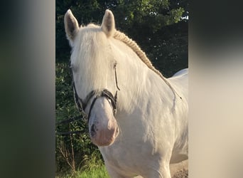Koń buloński, Wałach, 10 lat, 175 cm, Siwa