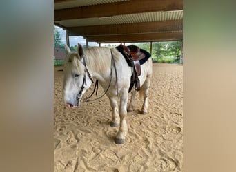 Koń buloński, Wałach, 4 lat, 168 cm, Siwa