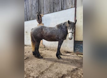 Koń buloński, Wałach, 5 lat, 160 cm, Siwa