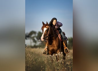 Koń czystej krwi arabskiej (Asil), Klacz, 14 lat, 150 cm, Kasztanowata