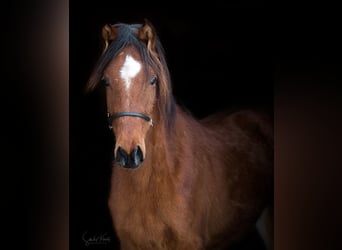 Koń czystej krwi arabskiej (Asil), Klacz, 2 lat, 155 cm, Gniada