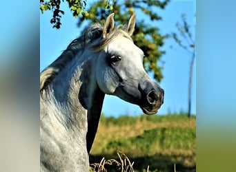 Koń czystej krwi arabskiej (Asil), Klacz, 7 lat, 155 cm, Siwa