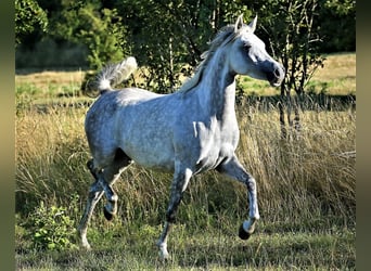 Koń czystej krwi arabskiej (Asil), Klacz, 8 lat, 155 cm, Siwa