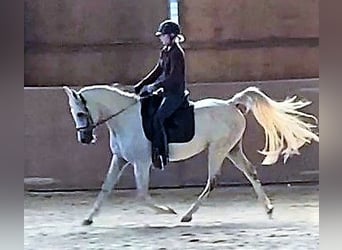 Koń czystej krwi arabskiej (Asil), Klacz, 8 lat, 155 cm, Siwa