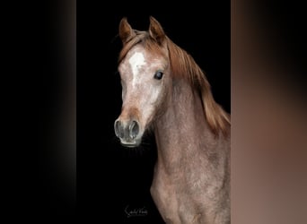 Koń czystej krwi arabskiej (Asil), Ogier, 1 Rok, 152 cm, Siwa
