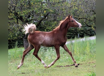 Koń czystej krwi arabskiej (Asil), Ogier, 1 Rok, Cisawa