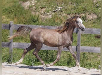 Koń czystej krwi arabskiej (Asil), Ogier, 2 lat, 160 cm, Może być siwy