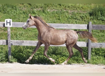 Koń czystej krwi arabskiej (Asil), Ogier, 2 lat, 160 cm, Może być siwy