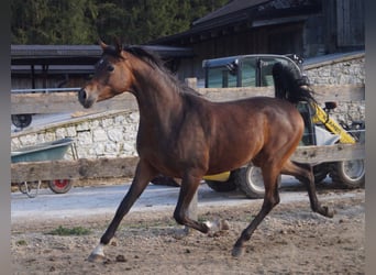 Koń czystej krwi arabskiej (Asil), Wałach, 4 lat, 158 cm, Gniada