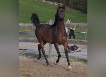 Koń czystej krwi arabskiej (Asil), Wałach, 4 lat, 158 cm, Gniada