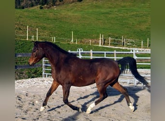 Koń czystej krwi arabskiej (Asil), Wałach, 7 lat, 158 cm, Gniada