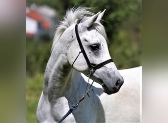 Koń czystej krwi arabskiej (Asil), Wałach, 9 lat, 154 cm, Siwa