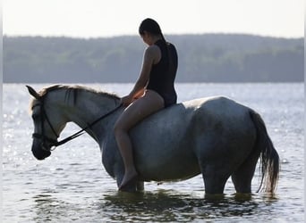 Koń czystej krwi arabskiej (Asil), Klacz, 10 lat, 153 cm, Siwa