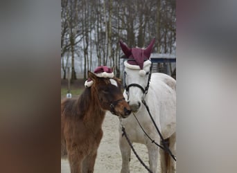 Koń czystej krwi arabskiej (Asil), Klacz, 12 lat, 144 cm, Siwa