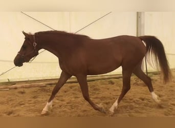 Koń czystej krwi arabskiej (Asil), Klacz, 3 lat, 152 cm, Cisawa