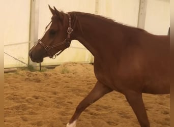 Koń czystej krwi arabskiej (Asil), Klacz, 3 lat, 152 cm, Cisawa