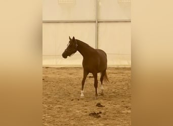 Koń czystej krwi arabskiej (Asil), Klacz, 3 lat, 152 cm, Cisawa