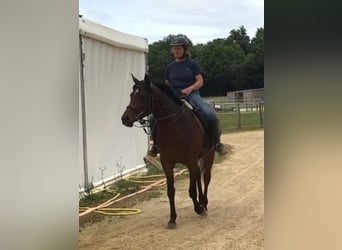 Koń czystej krwi arabskiej (Asil), Klacz, 4 lat, 153 cm, Ciemnogniada