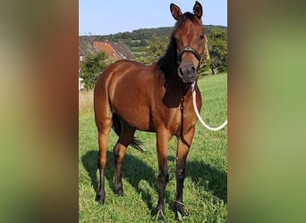 Koń czystej krwi arabskiej (Asil), Klacz, 7 lat, 152 cm, Gniada