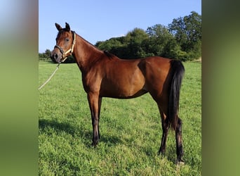 Koń czystej krwi arabskiej (Asil), Klacz, 7 lat, 152 cm, Gniada