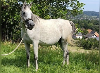 Koń czystej krwi arabskiej (Asil), Klacz, 9 lat, 153 cm, Siwa