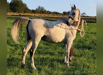 Koń czystej krwi arabskiej (Asil), Klacz, 9 lat, 153 cm, Siwa