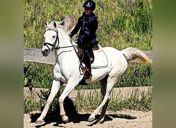 Koń czystej krwi arabskiej (Asil), Klacz, 9 lat, 155 cm, Siwa