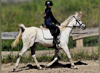 Koń czystej krwi arabskiej (Asil), Klacz, 9 lat, 155 cm, Siwa