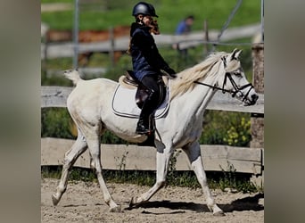 Koń czystej krwi arabskiej (Asil), Klacz, 9 lat, 155 cm, Siwa