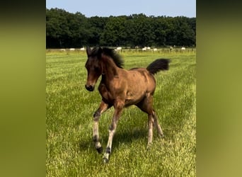 Koń czystej krwi arabskiej (Asil), Klacz, Źrebak (03/2025), Jasnogniada