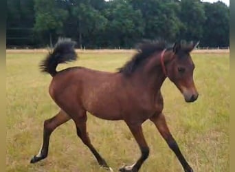 Koń czystej krwi arabskiej (Asil), Klacz, Źrebak (03/2025), Jasnogniada