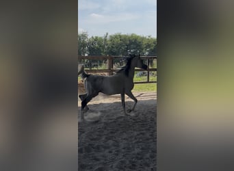 Koń czystej krwi arabskiej (Asil), Ogier, 13 lat, Siwa w hreczce