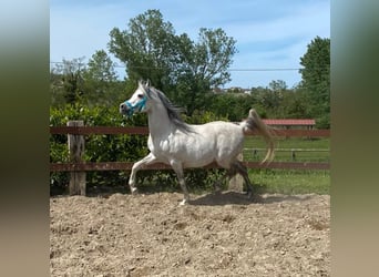 Koń czystej krwi arabskiej (Asil), Ogier, 15 lat, 154 cm, Siwa