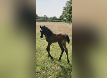 Koń czystej krwi arabskiej (Asil), Ogier, 1 Rok, Gniada