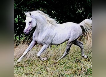 Koń czystej krwi arabskiej (Asil), Ogier, 4 lat, 155 cm, Siwa