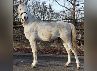 Koń czystej krwi arabskiej (Asil), Ogier, 4 lat, 155 cm, Siwa