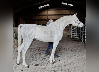 Koń czystej krwi arabskiej (Asil), Ogier, 4 lat, 155 cm, Siwa
