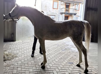 Koń czystej krwi arabskiej (Asil), Ogier, 4 lat, 155 cm, Siwa