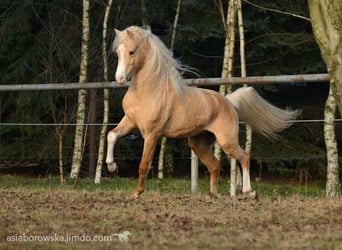 Koń czystej krwi arabskiej (Asil), Ogier, 6 lat, 158 cm, Izabelowata