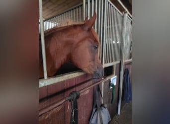 Koń czystej krwi arabskiej (Asil), Wałach, 8 lat, 154 cm, Kasztanowata