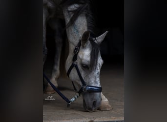 Koń czystej krwi arabskiej (Asil), Wałach, 9 lat, 147 cm, Siwa jabłkowita